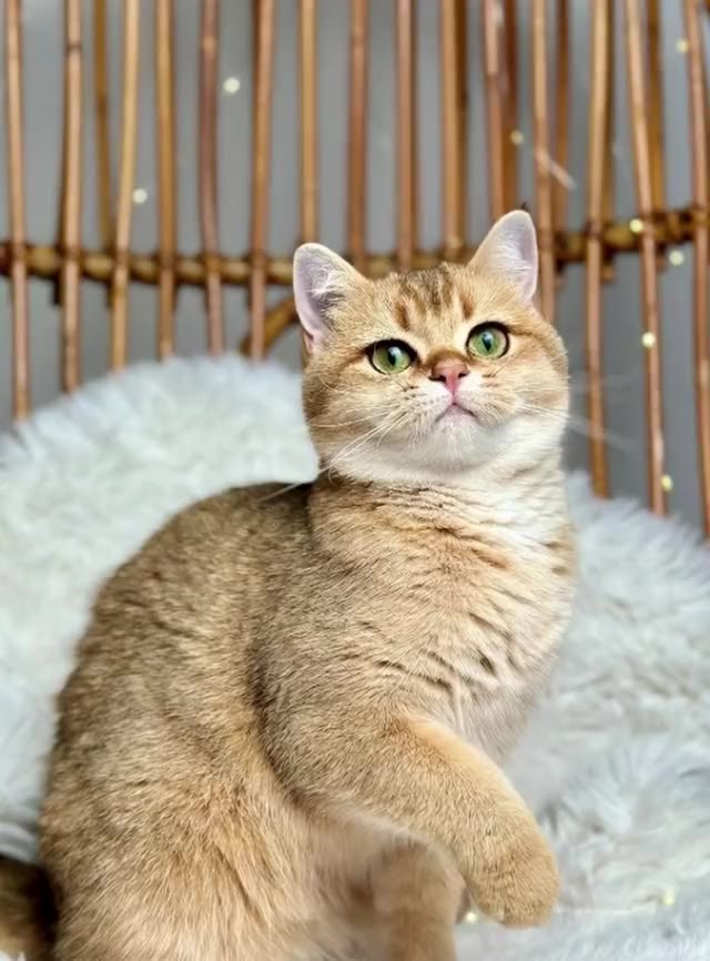 Bella