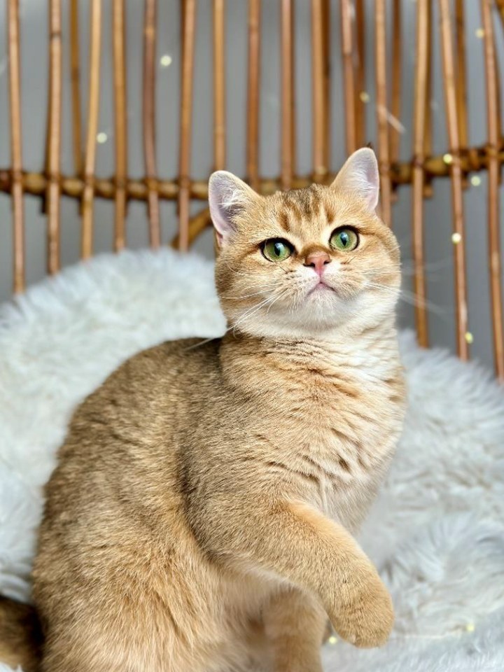 Bella