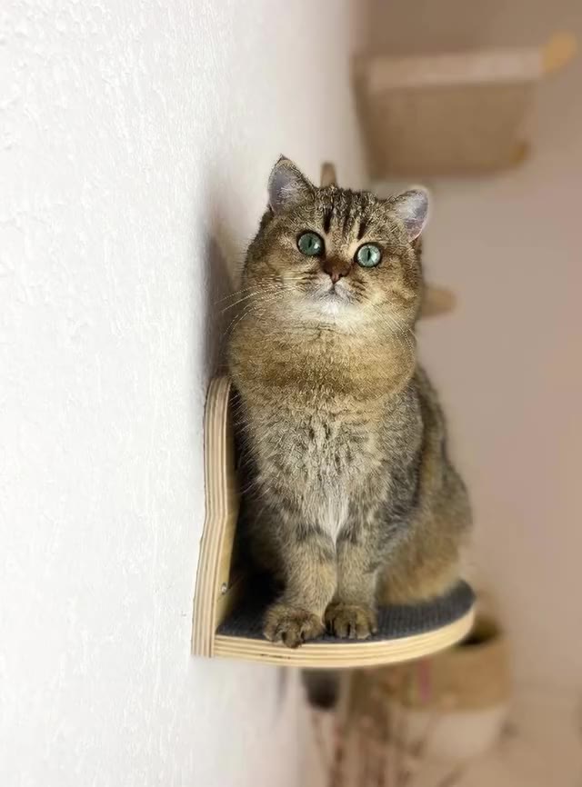 Mila